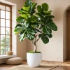 Planta de interior elegante y natural para decorar el hogar.