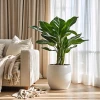 Planta tropical en un acogedor interior, decoración natural y elegante.